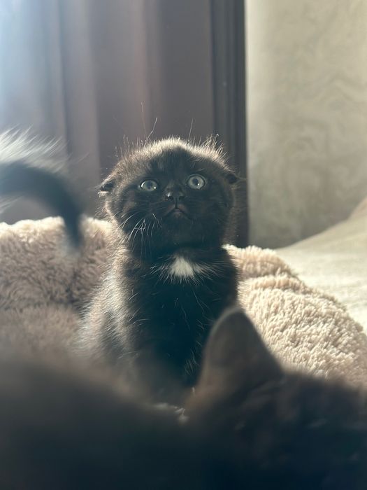 Котята шотландской кошки