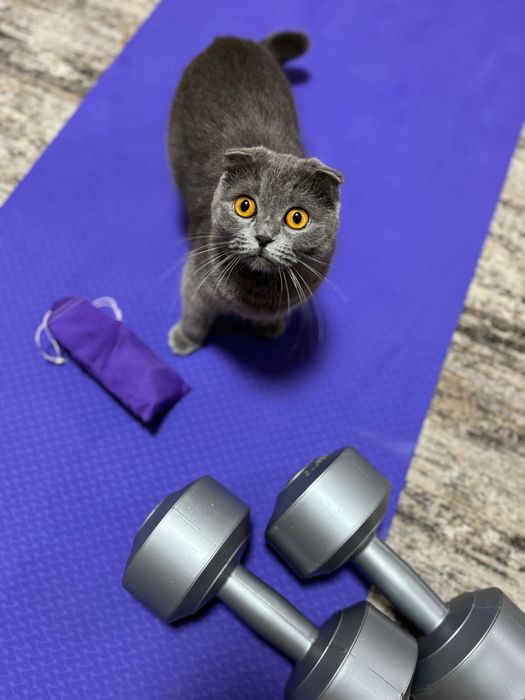 Кошка в добрые руки