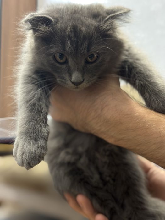 Брианец скотиш фолд вислоухий