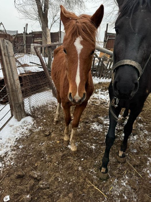Байтал кобыла байталдар