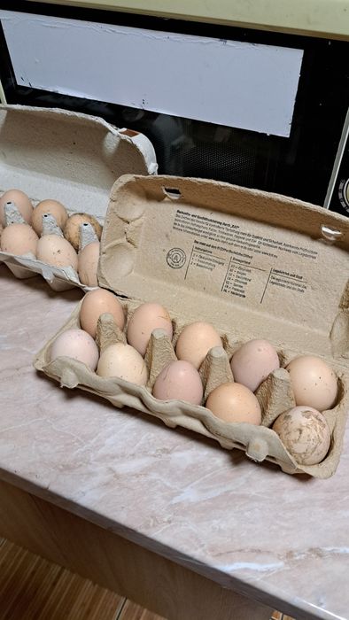 Oua pentru incubat Plymouth rock