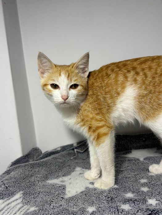 2 котенка, 4-5 месяцев