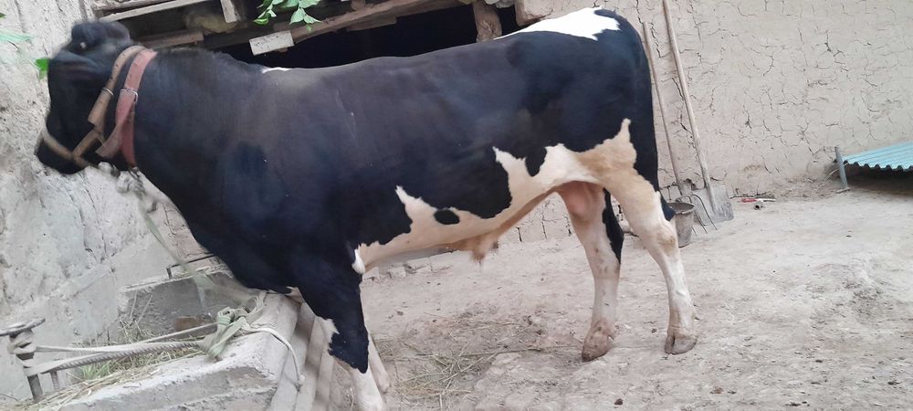 Buqa toza uyda boqilgan