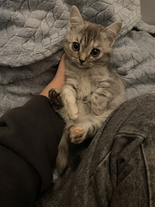 Котенок скоттиш страйт