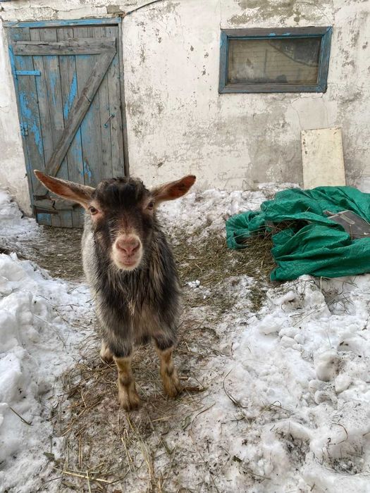 Продам молодого козлика