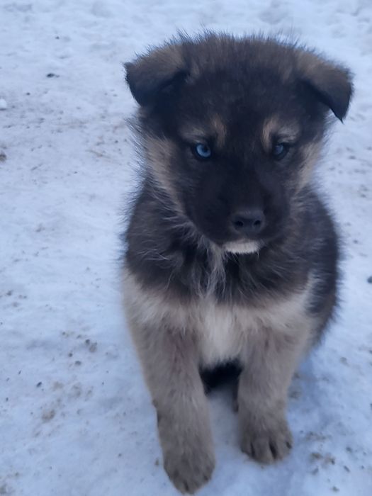 Щенки маламута в добрые руки