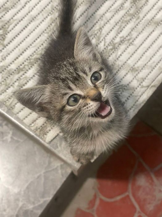 Котёночек в добрые руки! Девочка