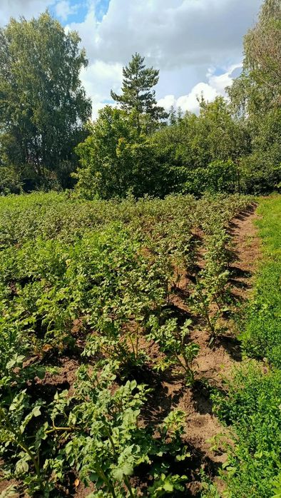 Продам дачу 10 соток, с/о Ромашка