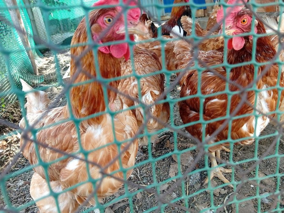 Продам кур несушек и петуха