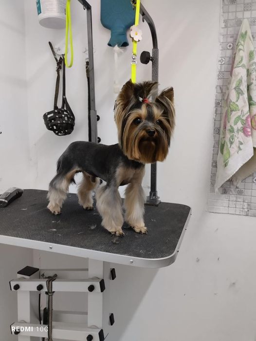 Щенки йоркширского терьера