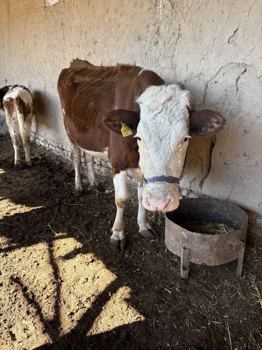 Зотдор моллар сотилади