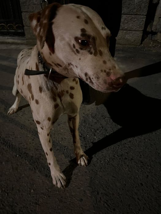 Далматин сатылады