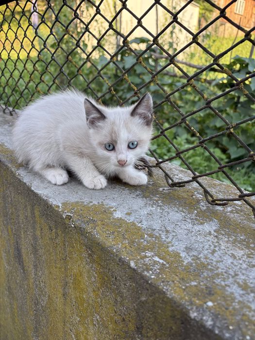 Oferim spre adoptie 3 pisici  jucause care abia astepta un camin calduros
