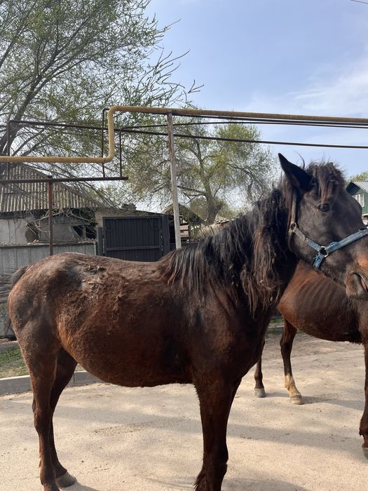 Продам кабыл, жеребят