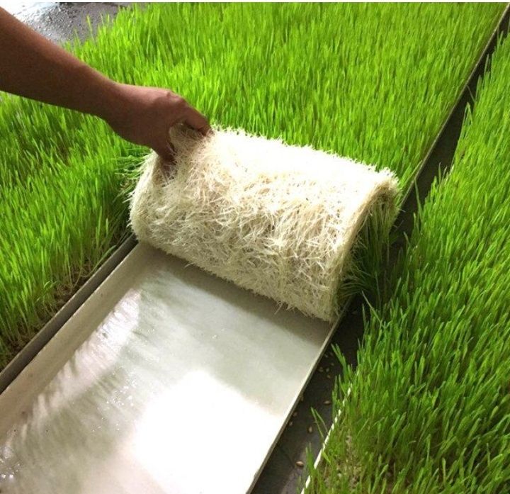 Ломан Браун, куры несушки