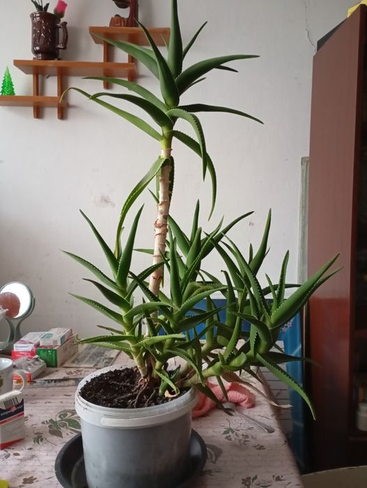 Алоэ лечебное алое