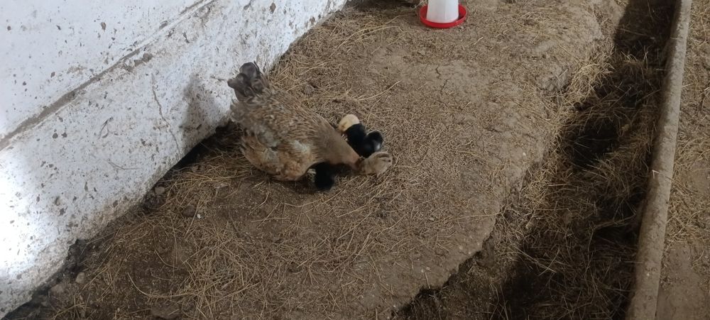 1 -Тауық сатылады 5-7 балапанымен