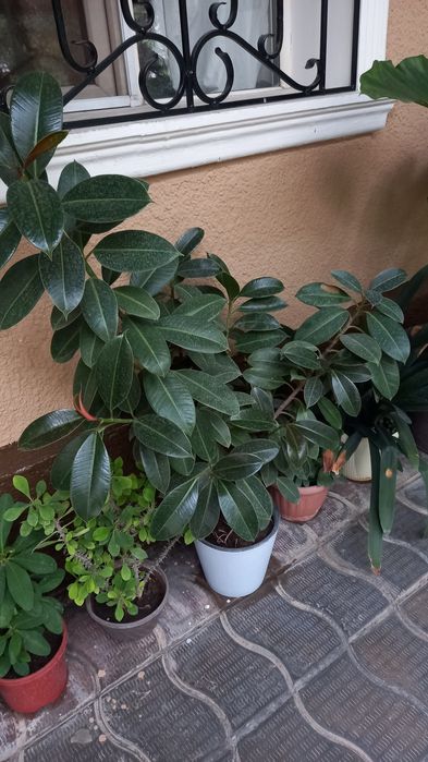 Цветы от 3000 тг до 50000тг