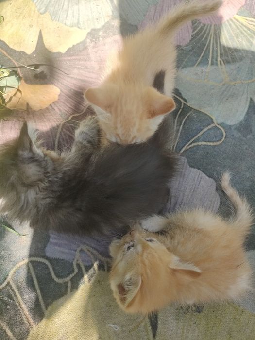 Котята от мам крысоловов