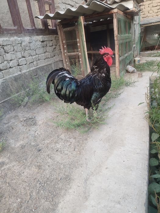 xo'roz sotiladi qora shaxzoda 1 yosh endi buladi