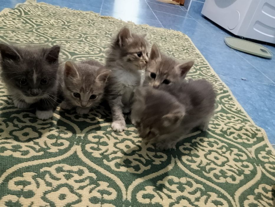 Отдам в добрые ручки