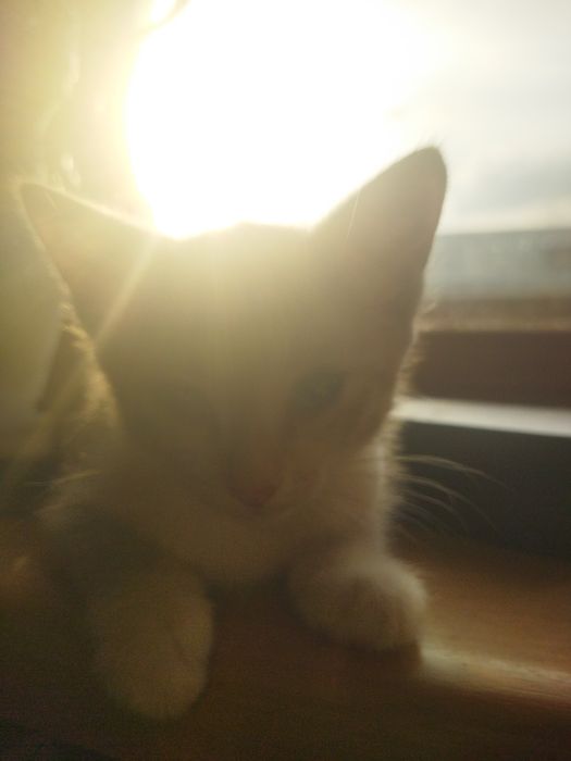 Отдам двухмесячных котят