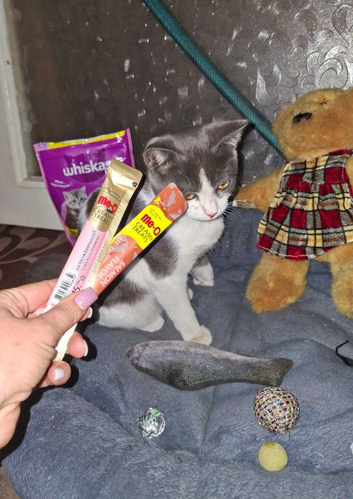 Отдам котенка в добрые руки