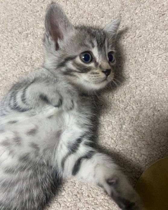 Котенок серебристый таби