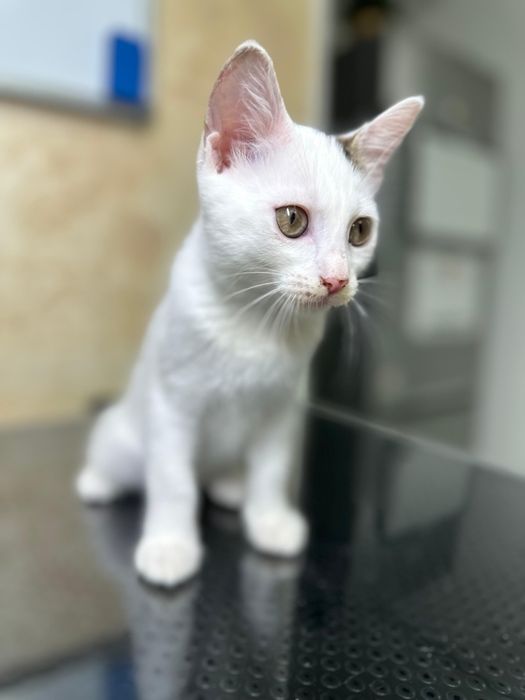 2 pisicuțe pentru adopție