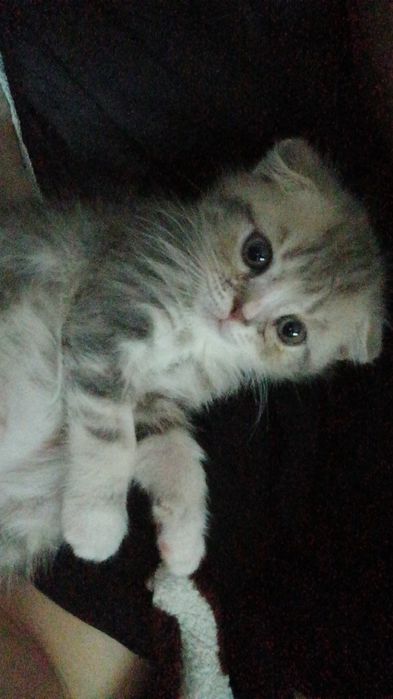 Продам кошечку британку