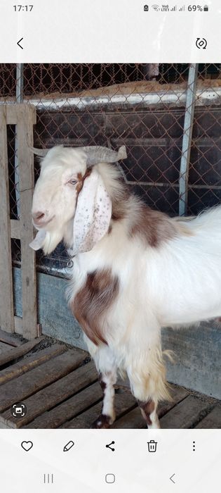 Казёл камори годовалый
