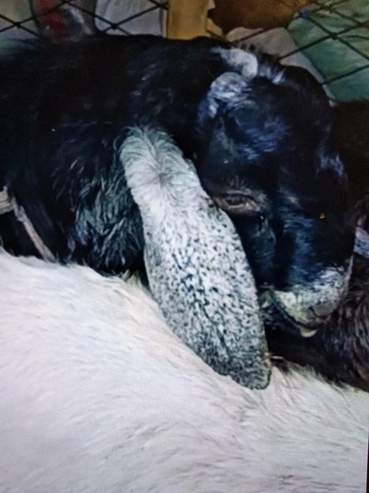 Англонубин тоза зотли така сотилади