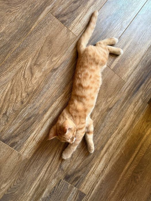 Котенок 4 месяца в добрые руки
