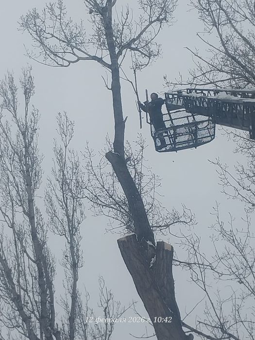 Спил деревьев агаш кесемиз