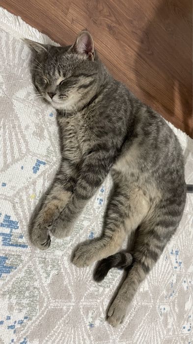 Отдам в добрые руки котенка