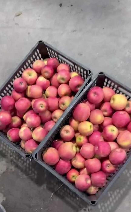 Ҳар хил навдаги олмалар сотилади