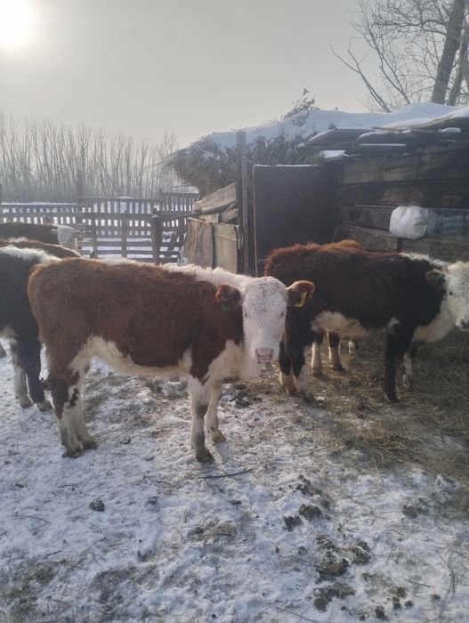 Таза Ак бас торпактар сатылады