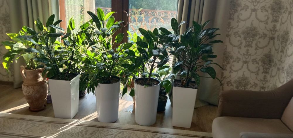 Офисные цветы. Аглонема рост 1,5 метр. Офис гуллари. Ofis gullari