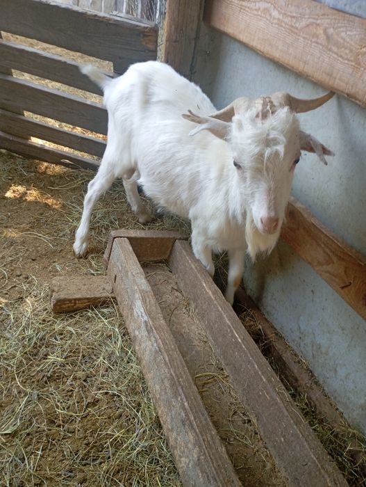 Vând țap de anul trecut