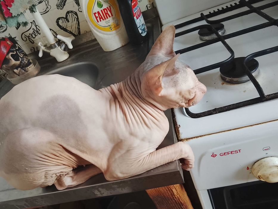 Отдам сфинкса в добрые руки