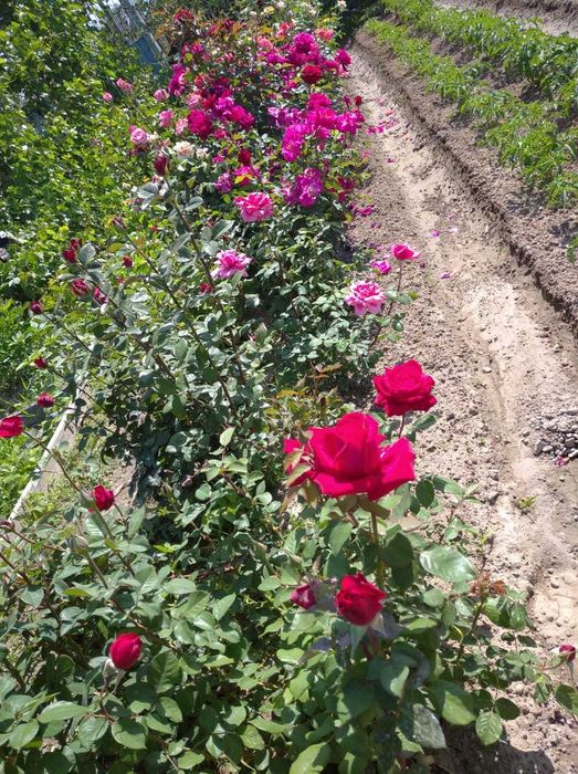 Продается дача срочно