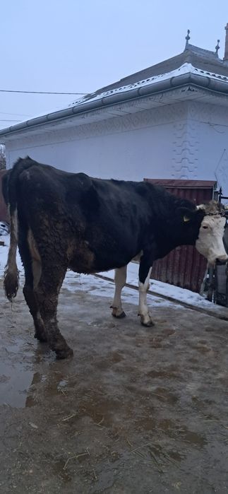 Vând vacă gestanta