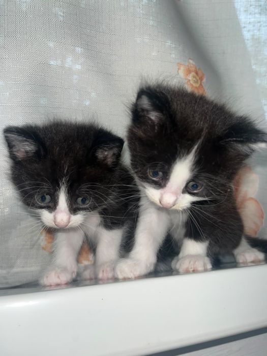 Котяты отдам даром. 2 месяца