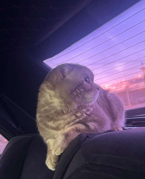 Мысық сатылады..