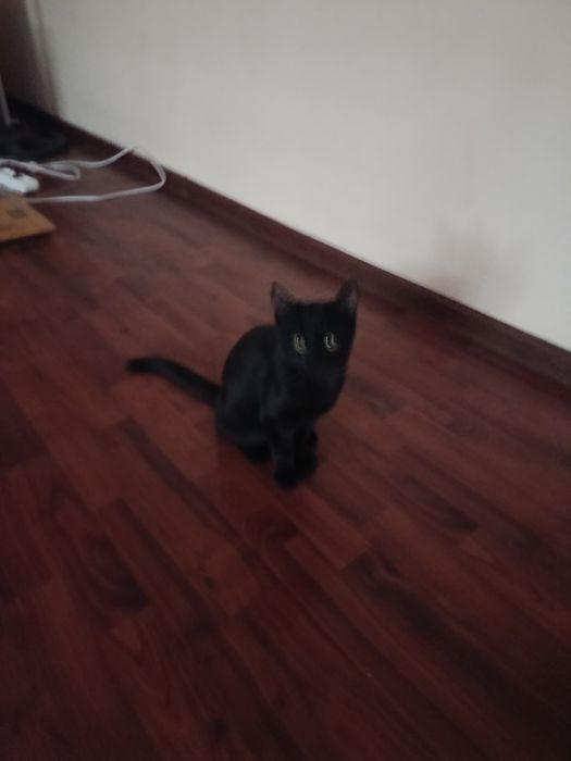 Котята, 5 месяцев, бесплатно, Ташкент