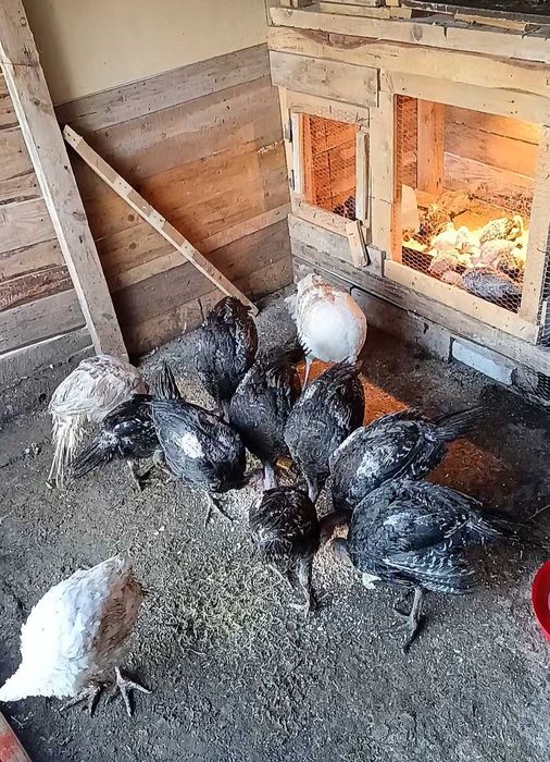 Пуйки и Индийски пауни