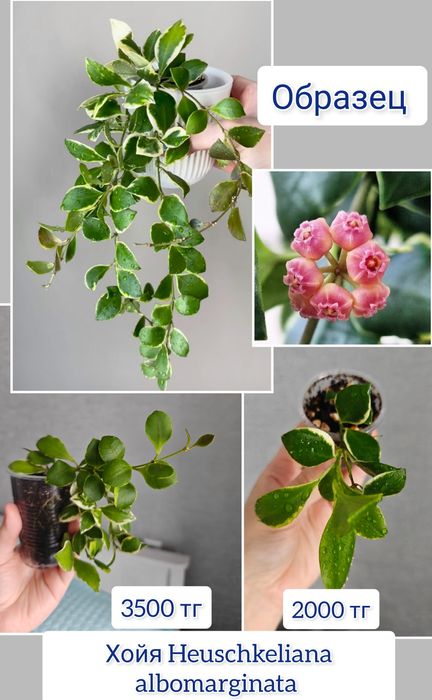 Хойя дисхидия комнатные цветы