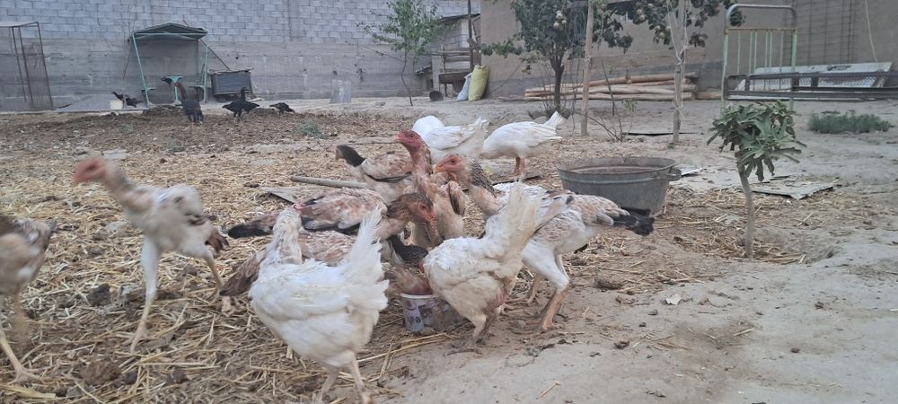 Zotdor dakan tovuq bor