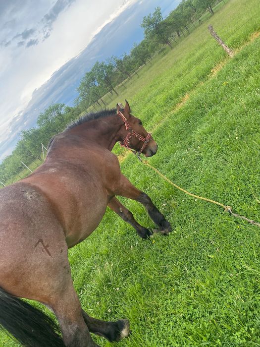 Cal castrat de vânzare