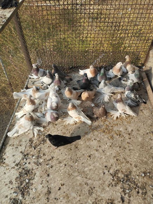 Голуби игровые азиаты